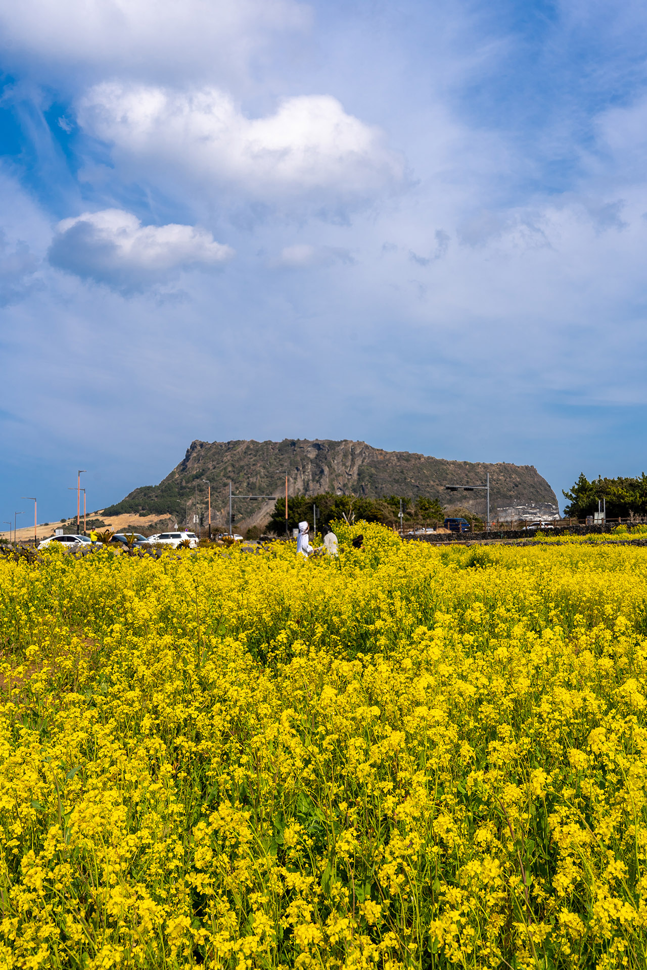광치기해변 유채꽃밭