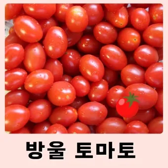 2주 이상 방울토마토 보관 시 꿀팁 오래 보관_9