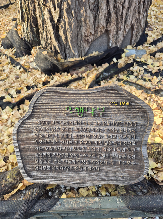 아산 현충사 곡교천 은행나무길 황금빛 단풍 터널! 가을 여행 추천