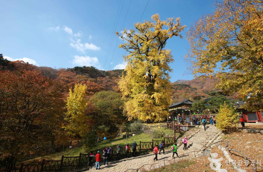 양평 용문사
은행나무