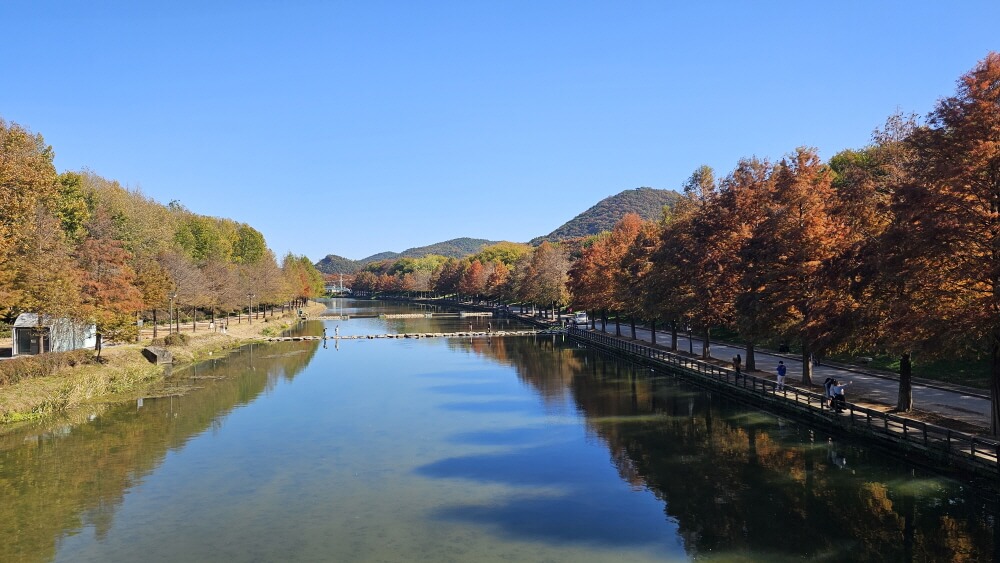 담양 관방제림 &amp; 메타세쿼이어랜드 단풍 절정 실시간 후기 : 이번주 전라남도 가볼만한곳 추천