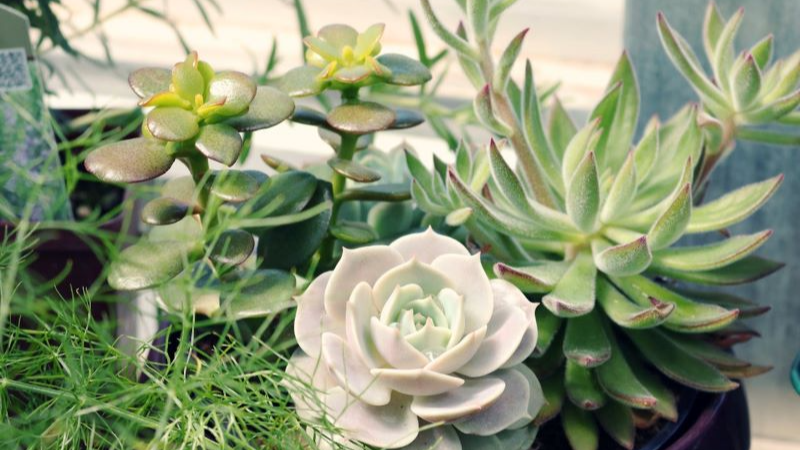 Bowl of succulents