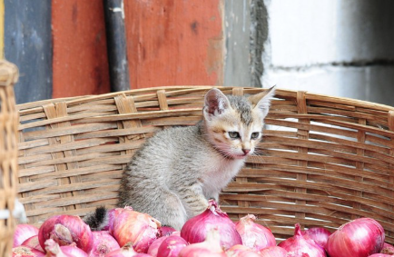 양파와 고양이.