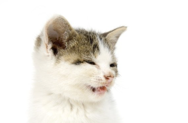 아기 고양이의 재채기.