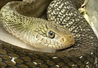 구렁이처럼-커다란-뱀이-정면을-응시하는-모습