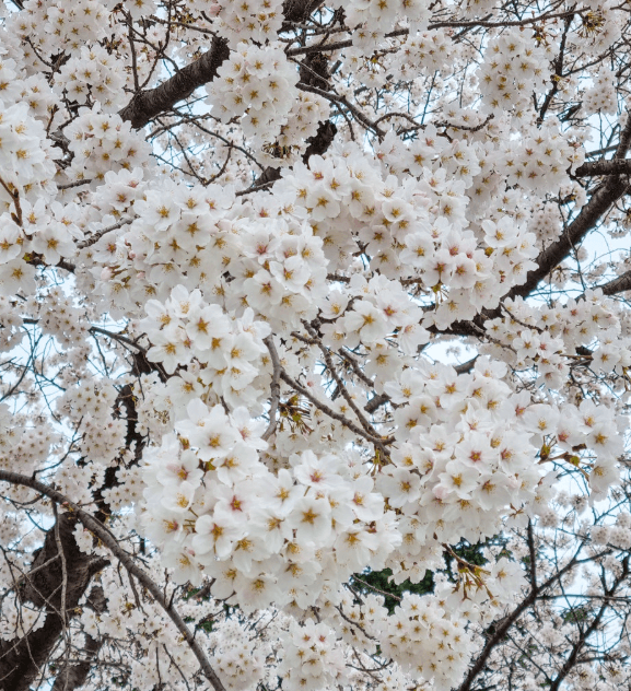 서울대공원