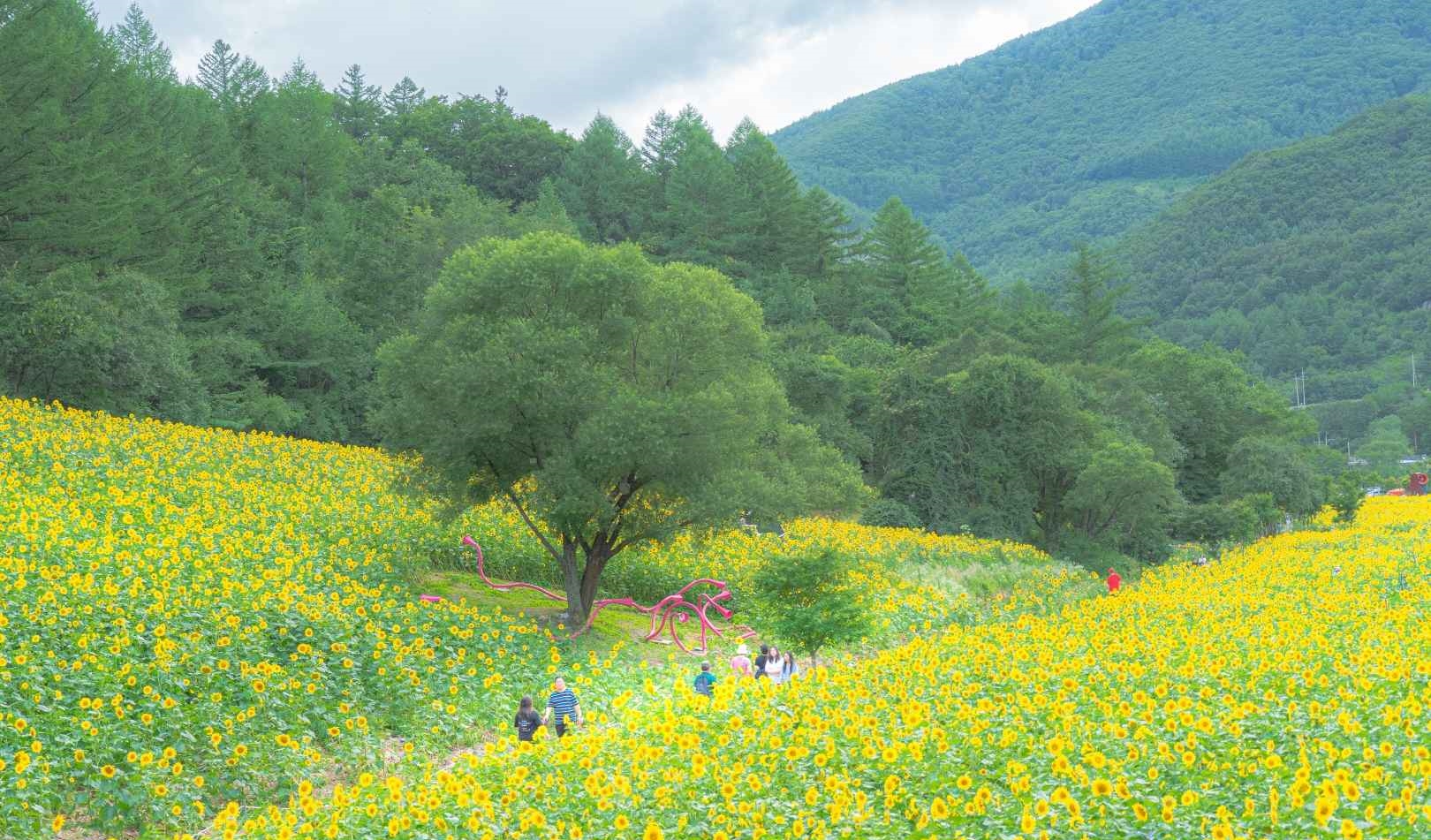 태백 해바라기축제