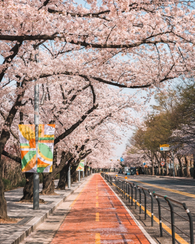 여의도-벚꽃축제-이미지