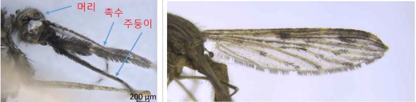 말라리아모기 생김새