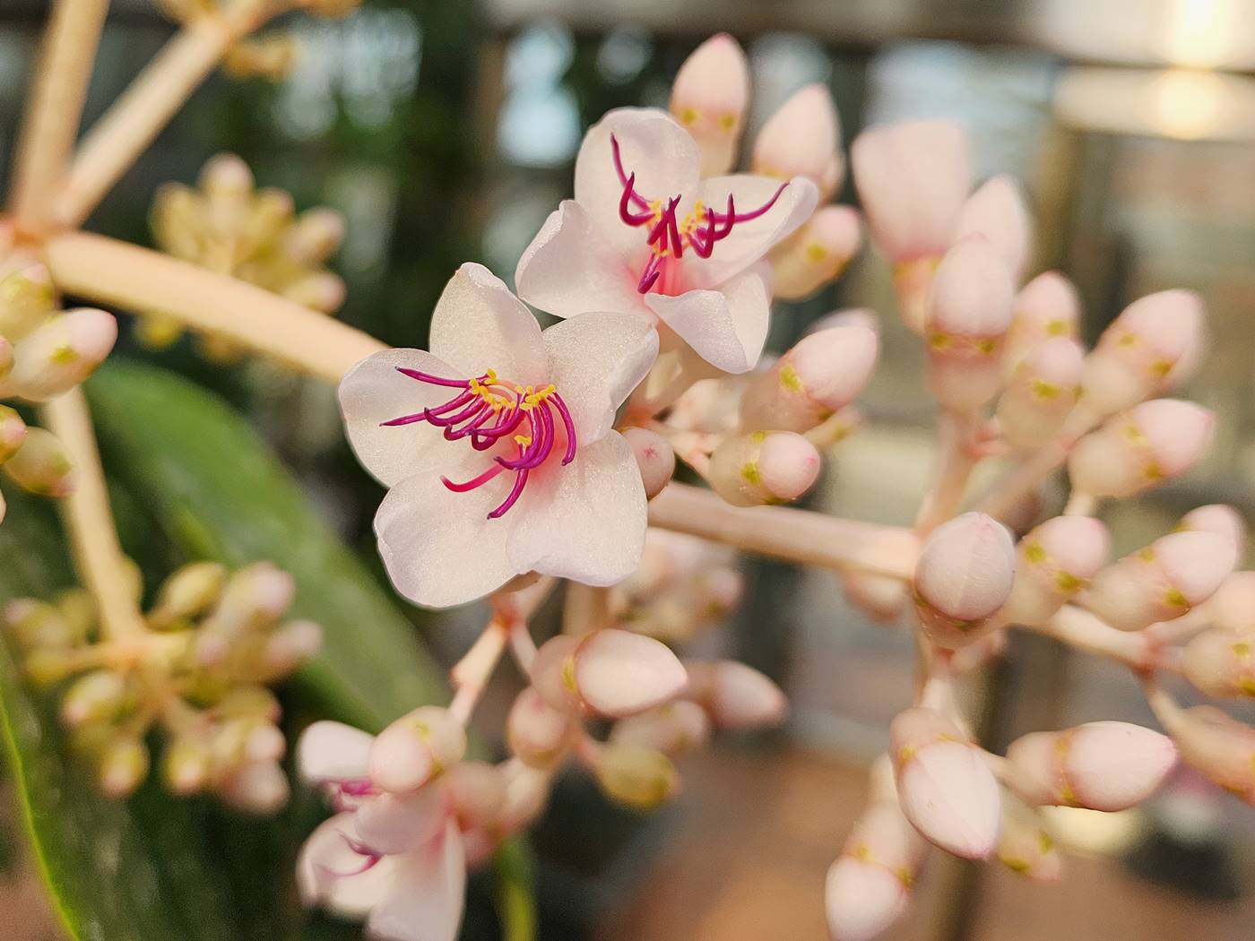 메디닐라 마그니피카