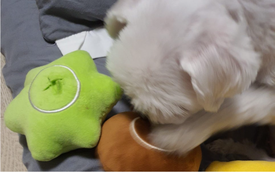 강아지 장난감