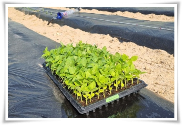 텃밭 &quot;5월, 참깨 심으세요!&quot; 향긋한 꼬소함이 톡톡, 텃밭에서 직접 키우기!