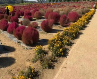 경기도 가을꽃 추천여행지 BEST 4