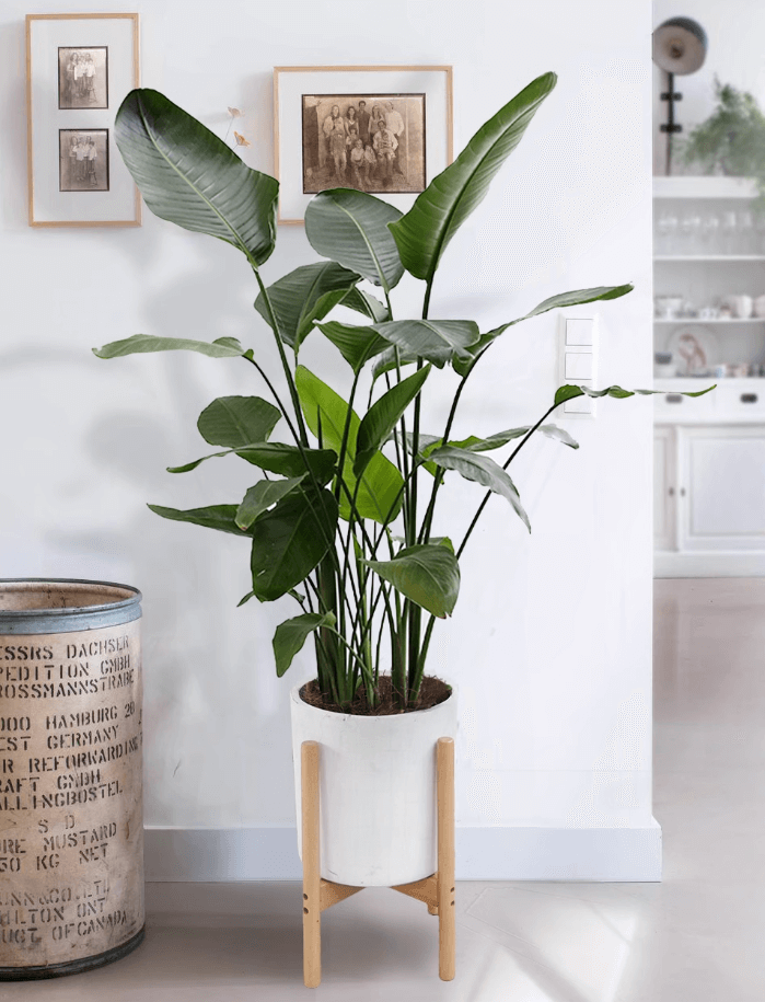 극락조 여인초 키우기 꽃말 물주기