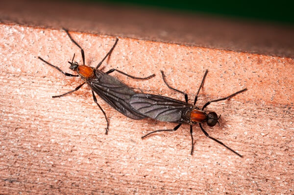 러브버그 제거방법