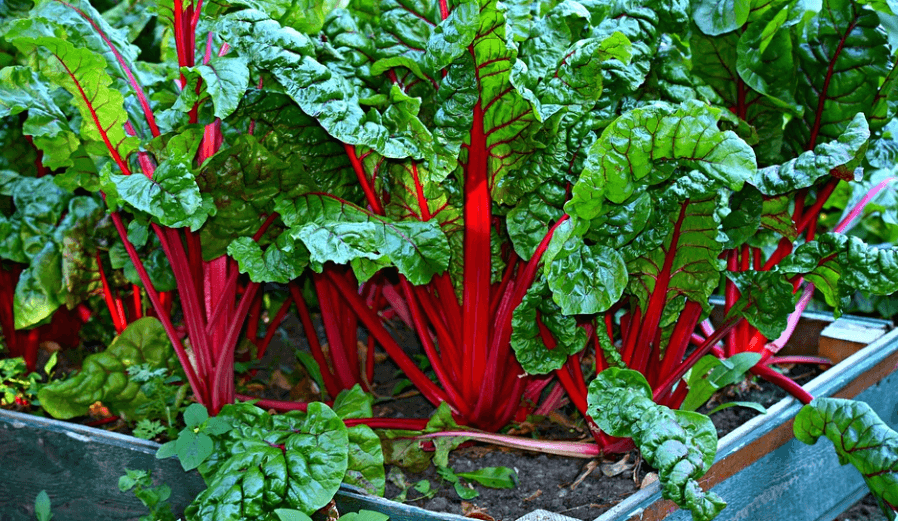 칼륨이 많은 음식 근대가 화분에서 자라고 있다