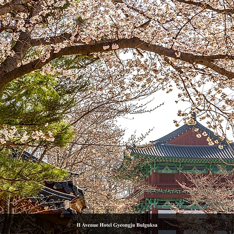 H Avenue Hotel Gyeongju Bulguksa_5