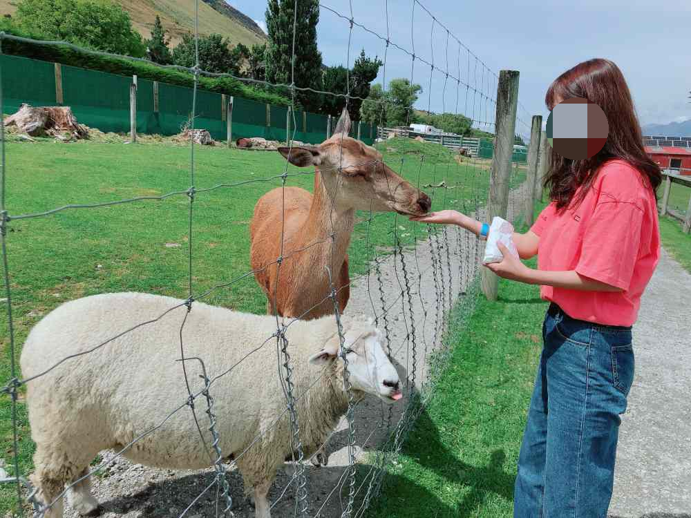 글레노키 동물농장