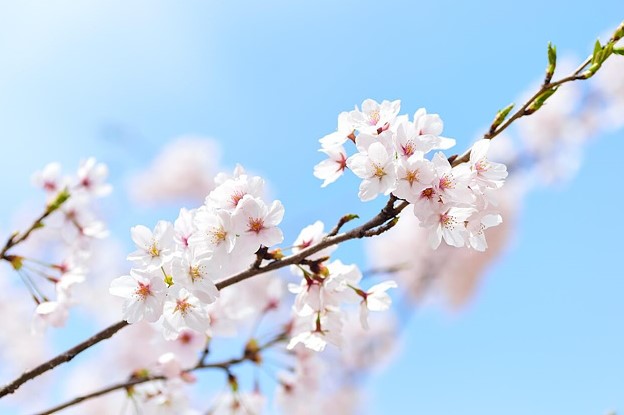 벚꽃 개화시기 2025 벚꽃축제 벚꽃명소 벚꽃산악회