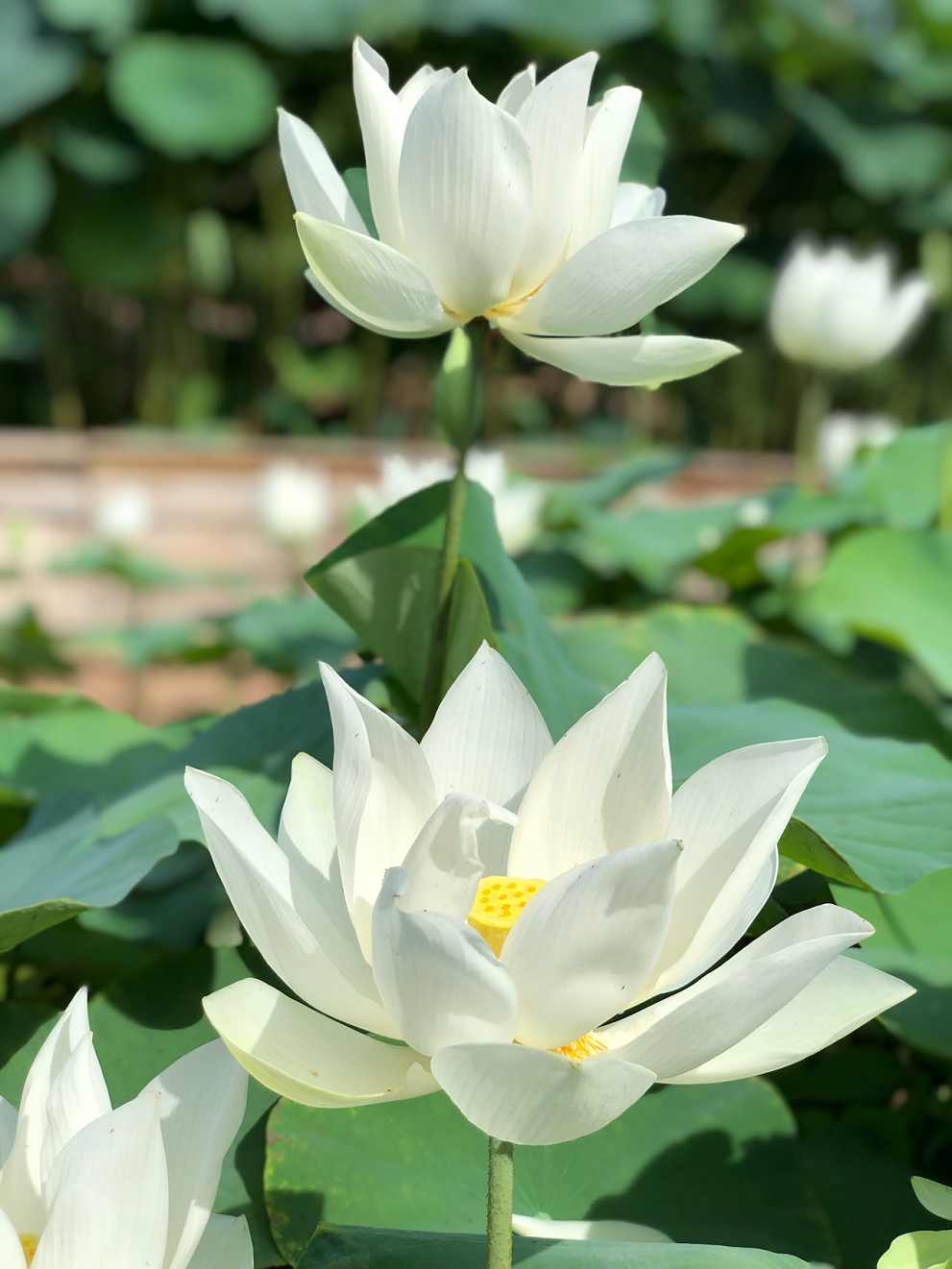 무안연꽃축제