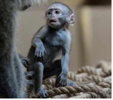 새끼 원숭이가 앉아 있는 모습