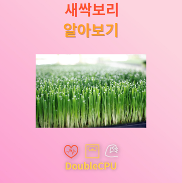 새싹보리