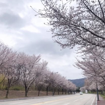 계룡대 벚꽃길