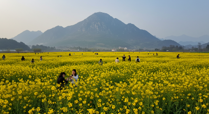 유채꽃