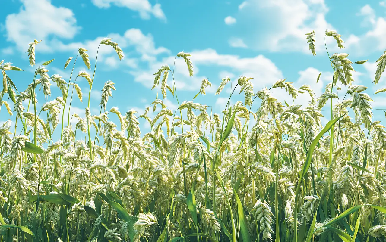 비닐하우스 설치비용