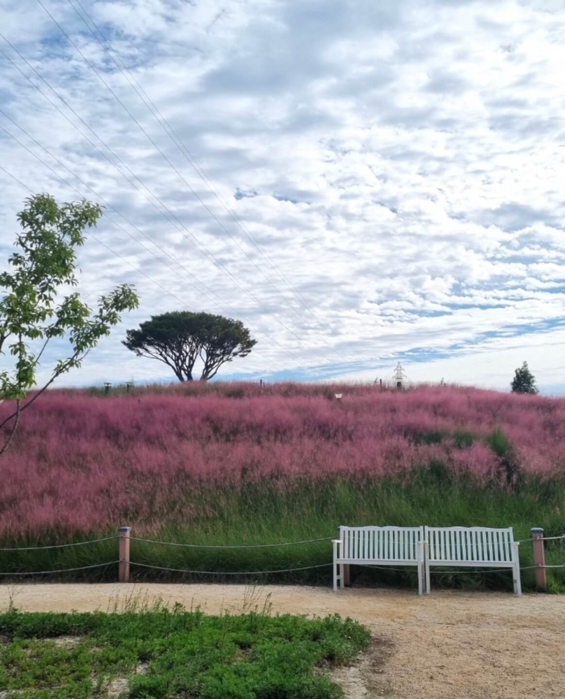 합천 핑크뮬리 축제