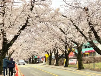 2025년 벚꽃축제 일정 시기 명소_13