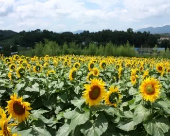 강주 해바라기 축제_16