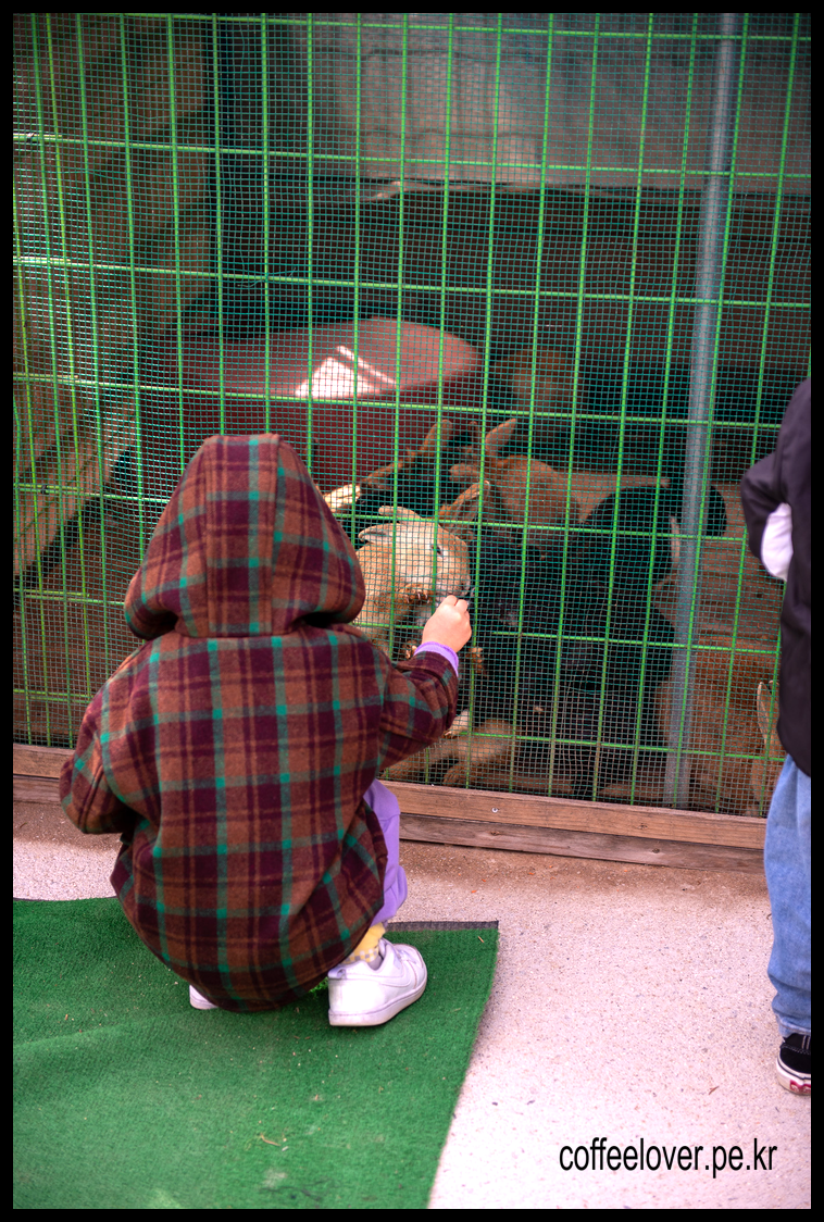 이천여행 아이와 가볼만한곳 덕평공룡수목원