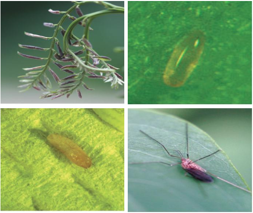 출처(산림청) - 아까시잎혹파리