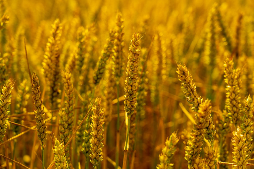 Agricultural