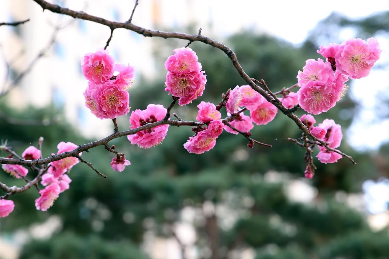 2025년 주요 매화축제 정보
