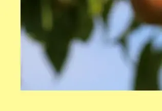 조치원 복숭아축제