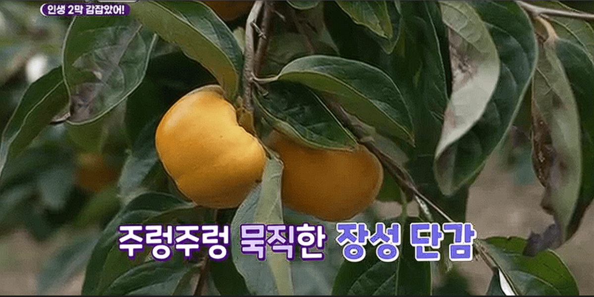 전남 장성 감농장 대안감 &amp;#39;동화나라농장&amp;#39;