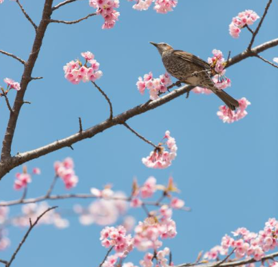 2025 꽃 개화시기 벚꽃3