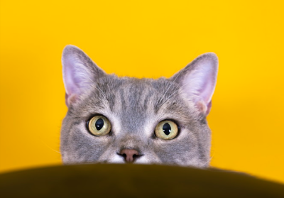 쳐다보는 고양이