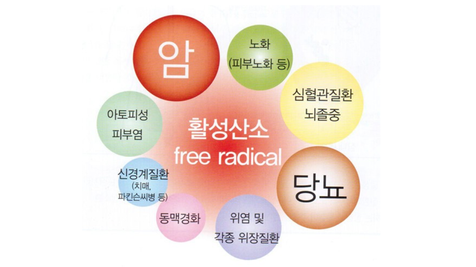 활성산소 영향 설명 그림