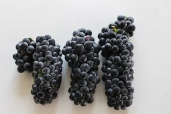 머루 재배 덩굴 유인 전정 관리 당도 올리기_9