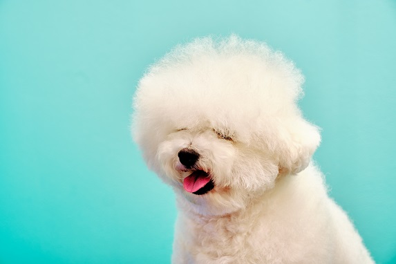 비숑 프리제 (Bichon fris&eacute;)