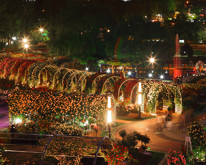 곡성 장미축제 기간