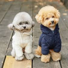 반려동물 건강 관리 팁