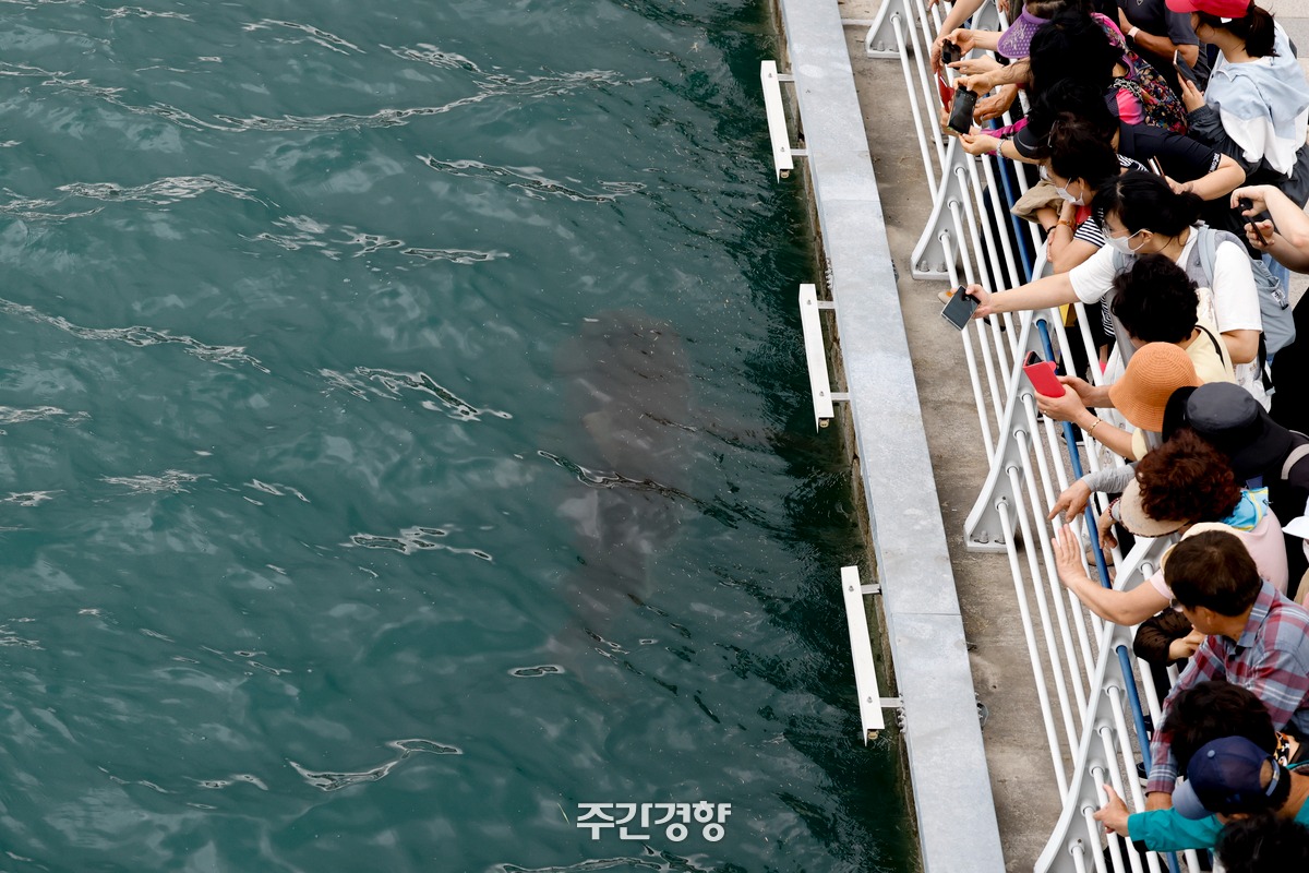 부산 부캉이 멸종위기종 암컷 흑상어