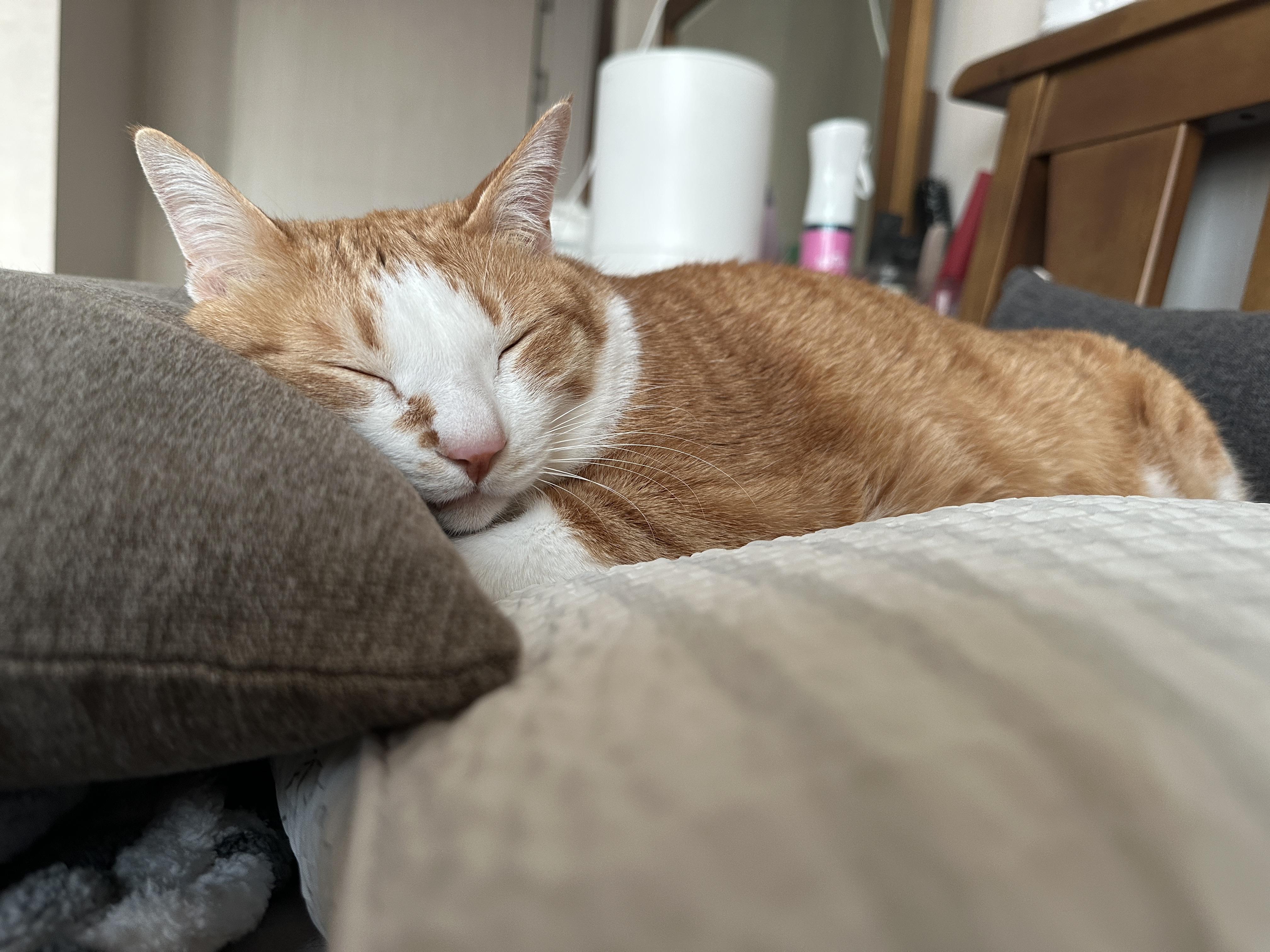 12월3일_호야_상태_고양이_황달_1