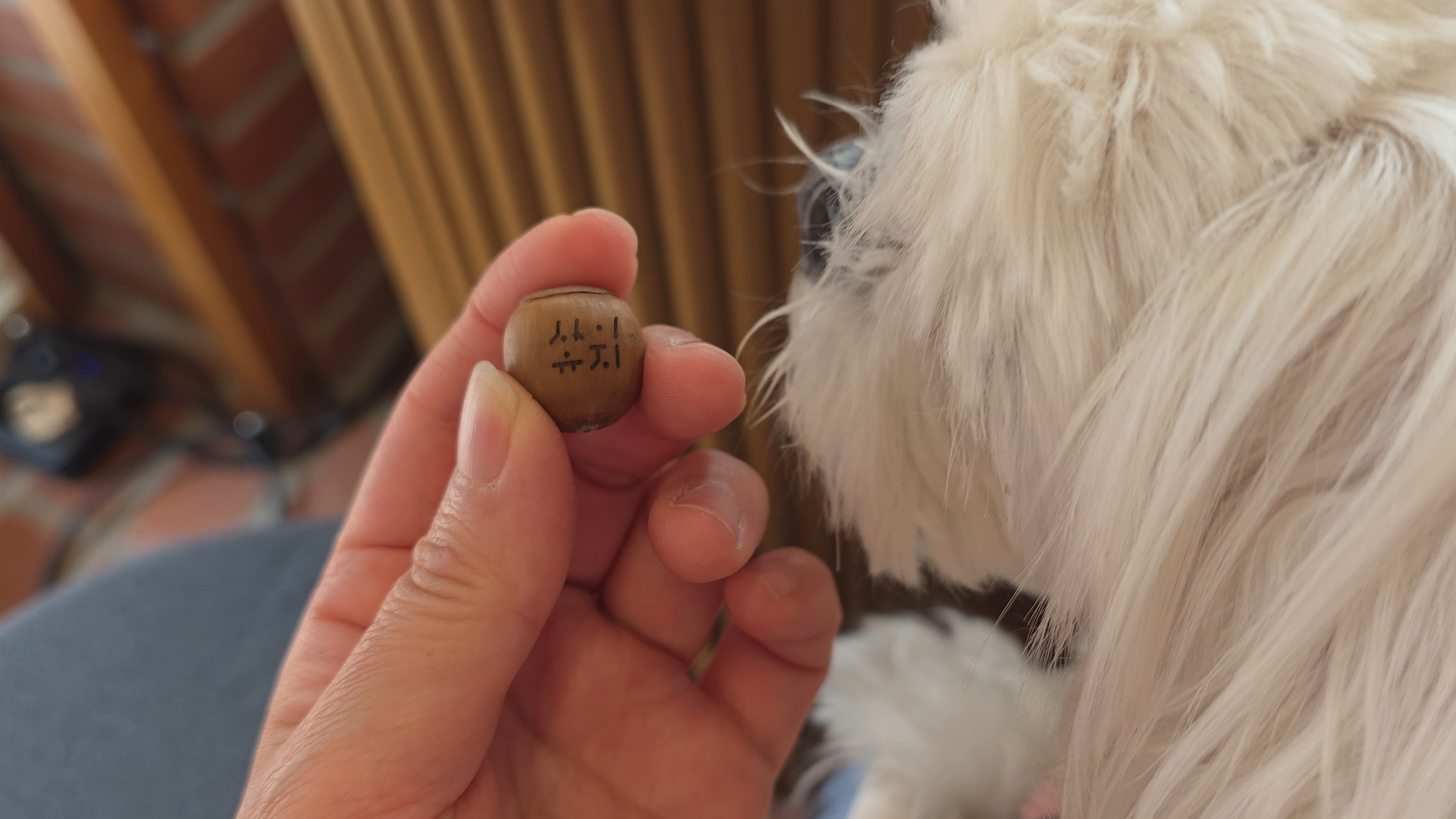 반려견 동반 가능한 카페 - 소이유지