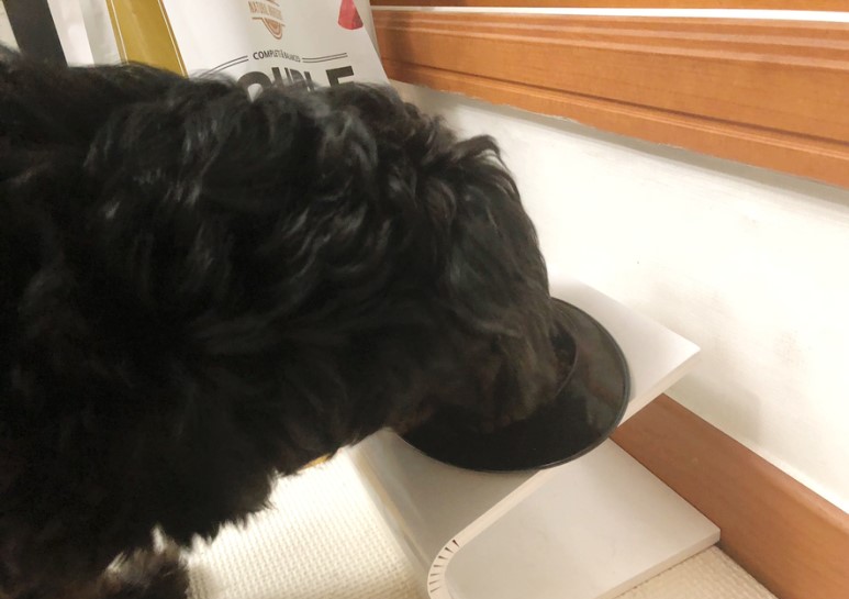 강아지사료 추천 ANF사료 더블미트 소고기 포 독