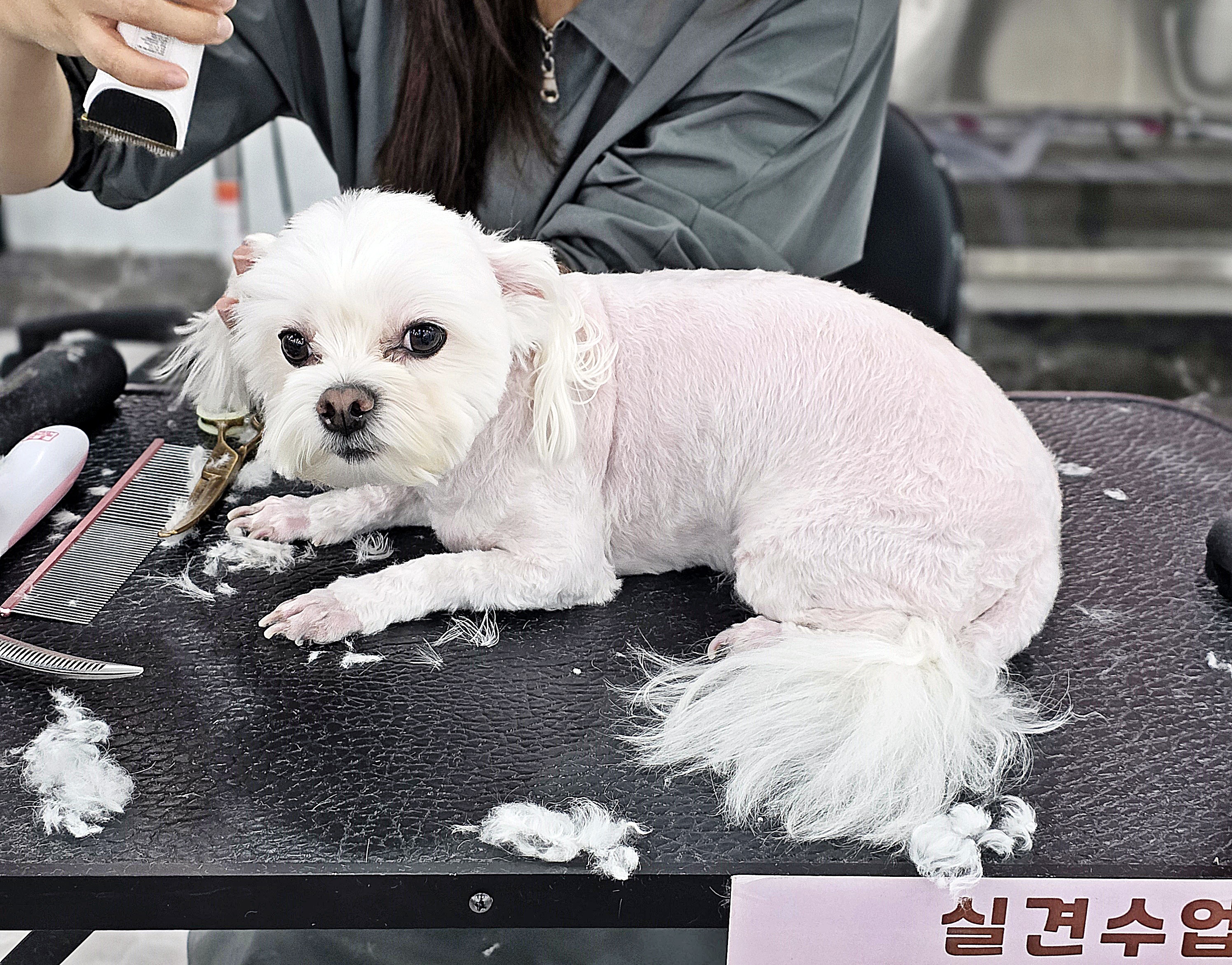 부산강아지미용학원